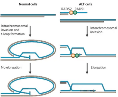 Fig.  4.  ALT  cells  show  an  increased rate  of  sister  chromatid  exchange,  suggesting  that the homologous-recombination pathway is involved