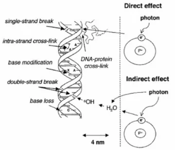Fig.  5  -  Schematic  representation  direct  and  indirect  radio-induced  DNA  lesions