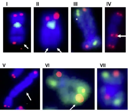 Fig.  7.  Telomere  dysfunctions  in  human  cells.  Metaphase  spread  with  telomeric  DNA  detected  by  FISH  (red);  DNA  stained  with  DAPI  (blue)