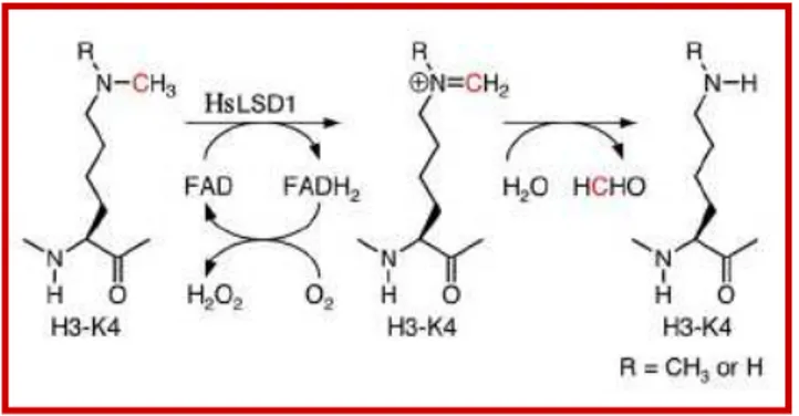 Fig. 6. Mechanism of HsLSD1-catalyzed demethylation of H3K4. The carbon atom that is  