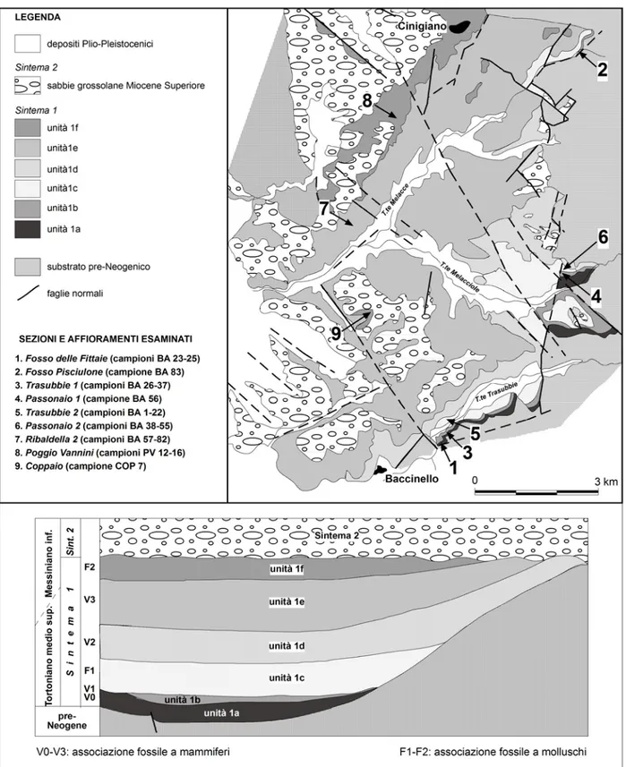 Fig. 1.3: Inquadramento geologico del bacino di Baccinello-Cinigiano, schema dei rapporti  stratigrafici e ubicazione delle sezioni esaminate