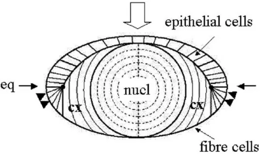 FIGURE 1.  Schematic drawing of a sagittal section through a vertebrate lens. The  monolayer of epithelial cells and the fibre cell mass are indicated
