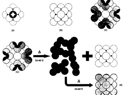 FIGURE 3.   Schematic representation of the proposed model. (a) the first, innermost layer  consists of 12 subunits (b) first and second layers comprise a total of 18 subunits, arranged as  a cuboctahedral symmetry