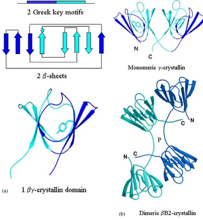 FIGURE 4.  The modular structure of the βγ-crystallins. (a) Each βγ-crystallin domain is  made from two linear sequence related Greek key motifs that intercalate on folding to form  two  β-sheets
