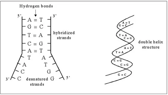 Figure 4.2: Representation of DNA strands forming a double helix structure. Image from Butler, 2005.