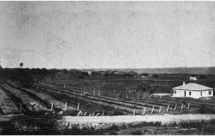 Fig. 166. Rodi. Azienda agraria di Acandia,  impianti di vigneti. Fonte: L'AC, gennaio 1933, Tav