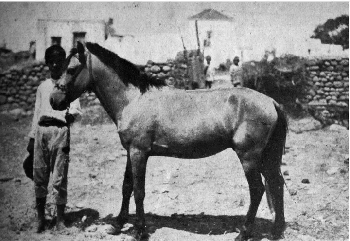 Fig. 168.  Rodi. Gennadion, Un Rodio-poney (Mitilli). Fonte: L'AC, giugno 1929, Tav. I