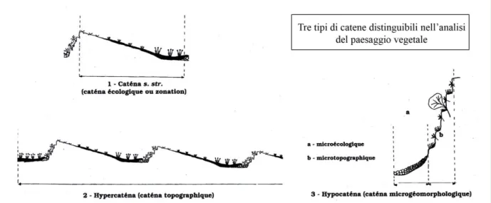 Fig. 1.2- Alcune tipologie di catene riscontrabili nell'analisi del paesaggio vegetale (da Theurrilat, 1992).