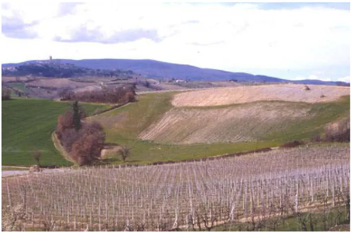 Figura 4 – Esempio di suolo degradato, ma non sterile in Italia centrale. Vi sono asportazioni di suolo per oltre due  metri di spessore in livellamenti operati per l’impianto di vigneti