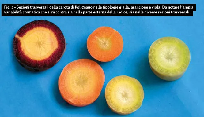 Fig. 2 - Sezioni trasversali della carota di Polignano nelle tipologie gialla, arancione e viola