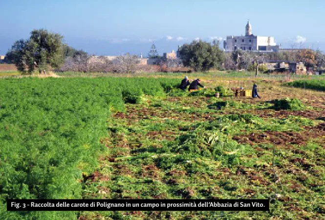 Fig. 3 - Raccolta delle carote di Polignano in un campo in prossimità dell’Abbazia di San Vito.