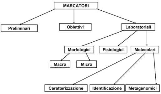 Figura 1 - rappresentazione gerarchica dei marcatori utilizzati nella conservazione delle  risorse genetiche microbiche 