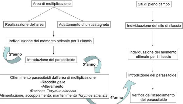 Figura 1. Schema di attuazione della lotta biologica 