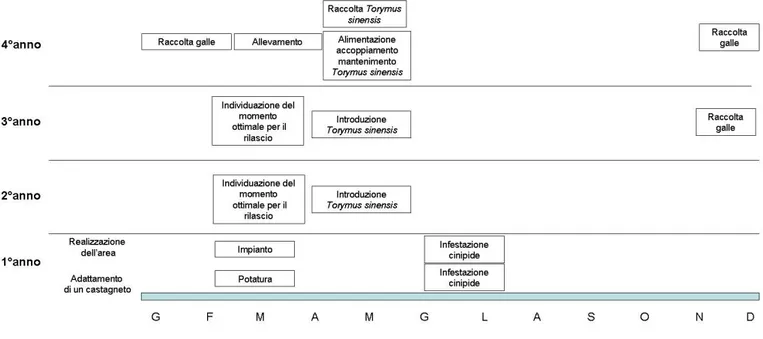 Figura 2. Cronogramma della realizzazione di un’area di moltiplicazione 