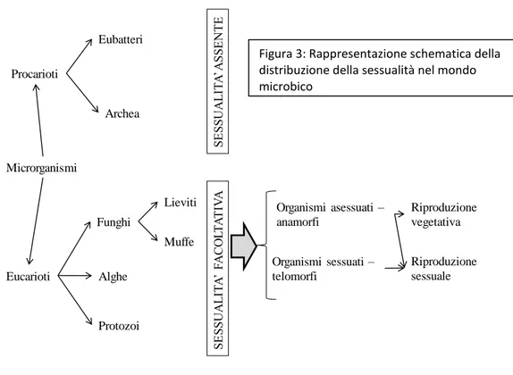 Fig. 2. Rappresentazione schematica della distribuzione      