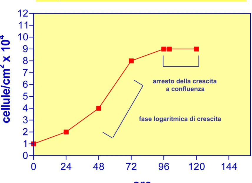 Diagramma di crescita cellulare in vitro 