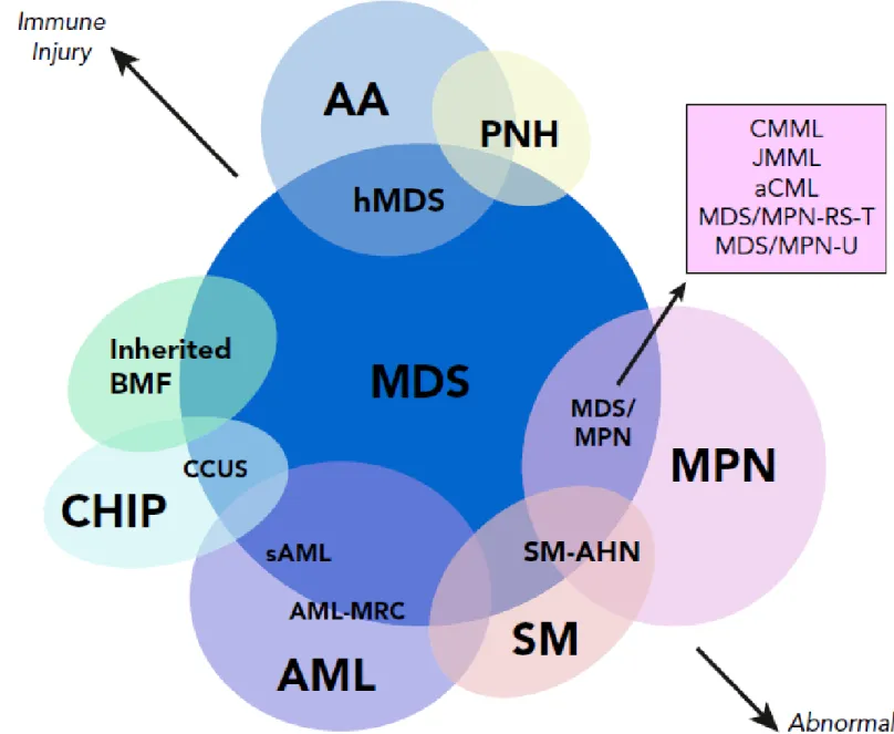 Diagram depicting myeloid  disorders with clinical and  genetic features shared  with MDS and the degree  to which they are driven by  proliferative and 