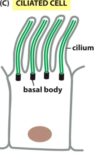 Figure 17-8  Essential Cell Biology (© Garland Science 2010)