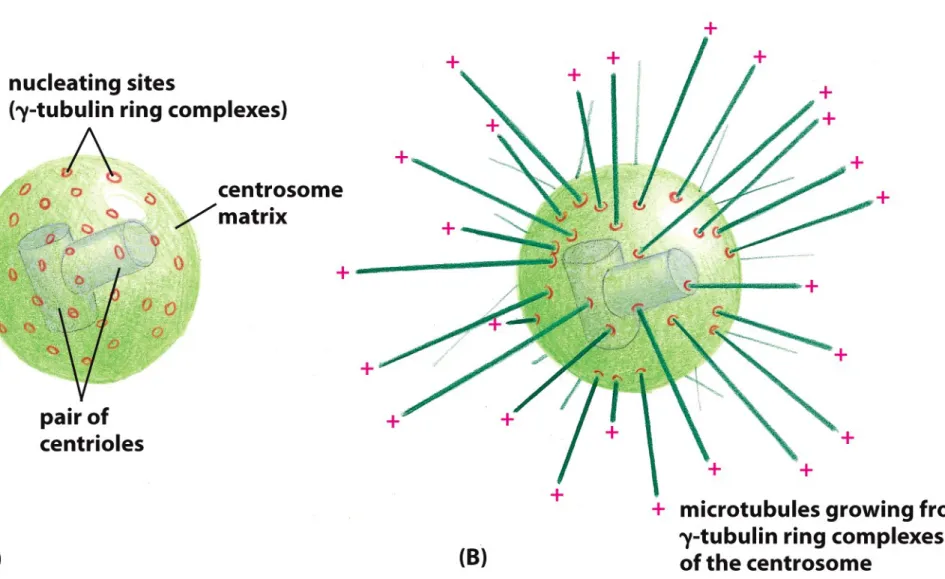 Figure 17-10a, b  Essential Cell Biology (© Garland Science 2010)