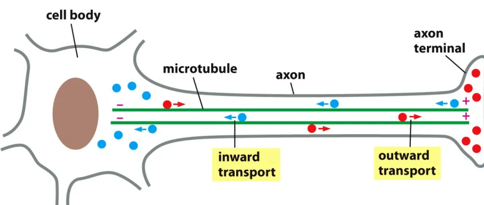 Figure 17-14  Essential Cell Biology (© Garland Science 2010)