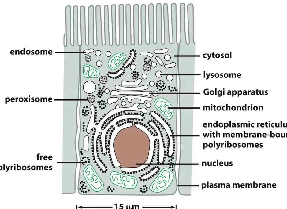 Figure 12-1  Molecular Biology of the Cell (© Garland Science 2008)