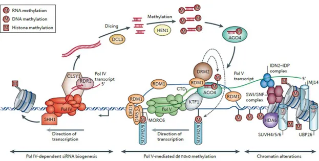 Figure 5. Canonical RNA-directed DNA methylation (RdDM) pathway (Matzke and Mosher, 2014).