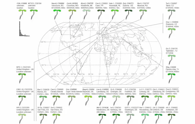 Figure 6. Image of worldwide distribution of Arabidopsis thaliana (Jonathan Clarke, 1993)