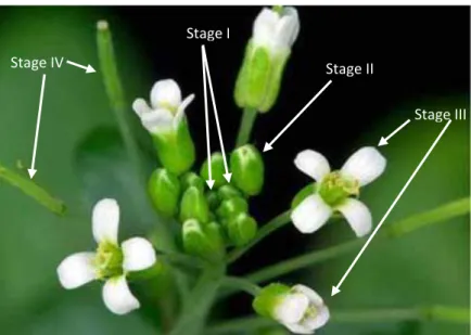 Figure 11. Different developmental stages of the Arabidopsis flower used for sampling.
