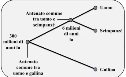 Figura 4: Albero genealogico che indica il punto di divergenza uomo-gallina e uomo-scimpanzé