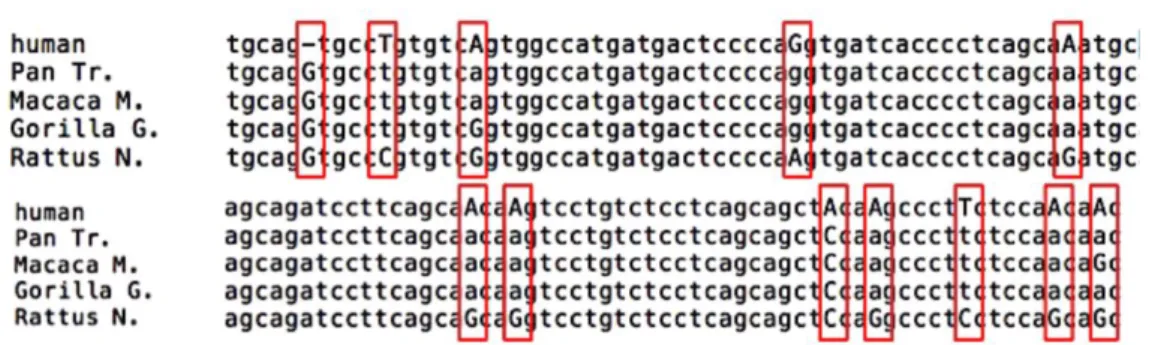 Figura  9:  Sezione  dell’allineamento  della  sequenza  nucleotidica  di  FOXP2,  nella  quale  si  evidenziano le variazioni tra genomi