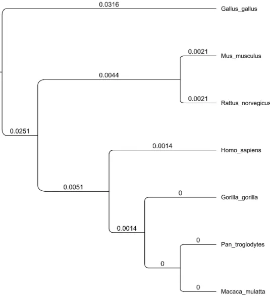 Figura 13: FOXP2. Albero filogenetico con radice, costruito con metodo UPGMA. 