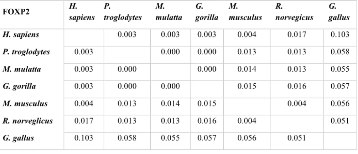 Tabella  7:  Matrice  delle  distanze  relativa  all’albero  filogenetico  di  FOXP2  in  figura  11,  che  riporta la percentuale di sostituzioni per sito