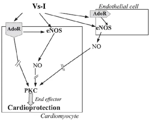 Figure 2 :  Diagram of mechanisms of Vs-I (CgA 1-78 )-induced cardioprotection (from Cappello et al., 2007)