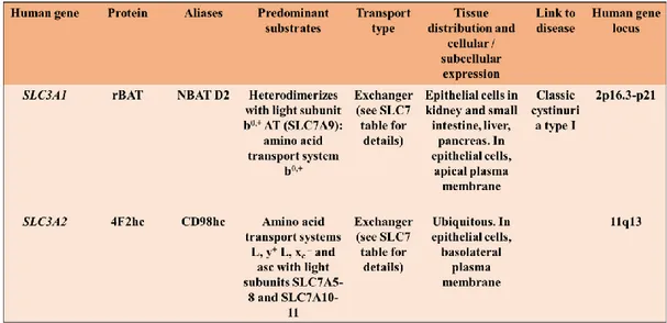 Table 1: SLC3 family (Adapted from Palacin, M., Kanai, Y., 2004. The ancillary proteins of HATs: SLC3 family of amino acid transporters)