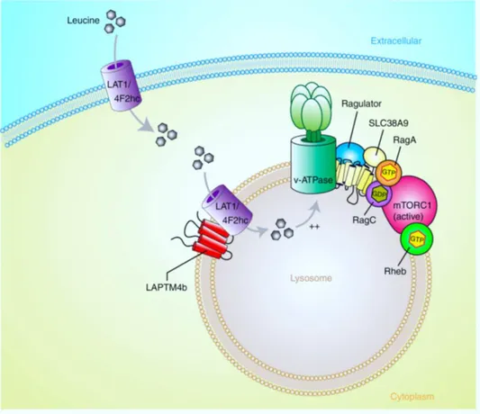 Fig. 6: Proposed role of  LAPTM4b in activation of mTORC1 via recruitment of the Leu transporter to lysosomes