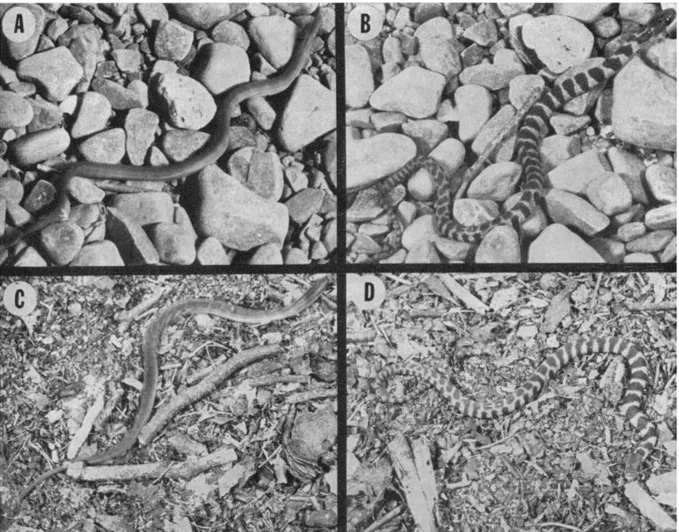 Figure 1 Newborn water snakes moving (left images) and stationary (right images)  on coarse gravel (top images) and plant matter (bottom images) taken from Pough  (Pough 1976) 