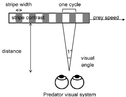 Figure 2 The perception of a moving striped prey by a visually  hunting predator, and the factors that affect whether or not the  predator sees a flicker fusion effect