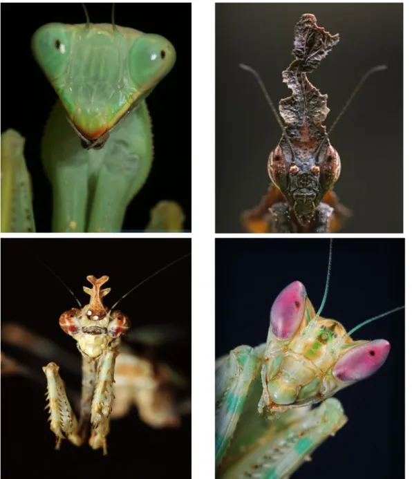 Figure 4 The four praying mantids species used in this study. Top, left to  right: the African mantis (Sphodromantis lineola) and the Ghost mantis  (Phyllocrania paradoxa); bottom, from left to right: the Cryptic mantis  (Sibylla pretiosa) and the Indian f