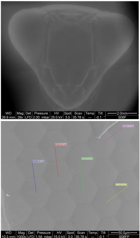 Figure 5 Example of eSEM image taken: S. lineola head  frontal view (top) and measures of lens diameter in the  posterior region (bottom)