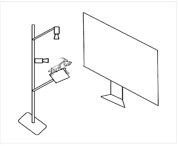 Figure 6 The experimental set-up where each individual praying  mantis was free to move on a viewing platform placed 10 cm away  from the screen where the visual stimuli were presented