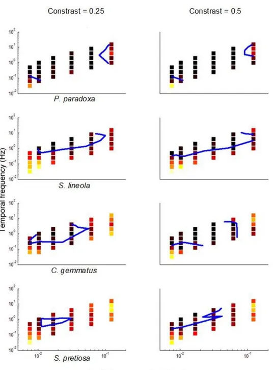 Figure 8 Probability of praying mantids showing optomotor responses towards gratings  of different contrast ratio and varying in temporal and spatial frequencies