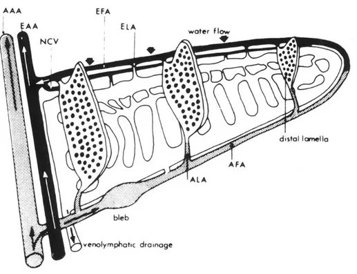 Fig.  III.4:  schematizzazione  della  vascolarizzazione  dell'arco  branchiale  nel  filamento  principale  e  nelle 