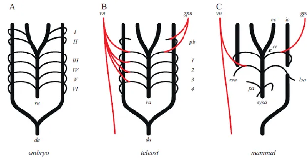 Fig.  III.5:  filogenesi  degli  archi  aortici  vertebrati,  con  innervazione  associata  dal  glossofaringeo  (gpn)  e 