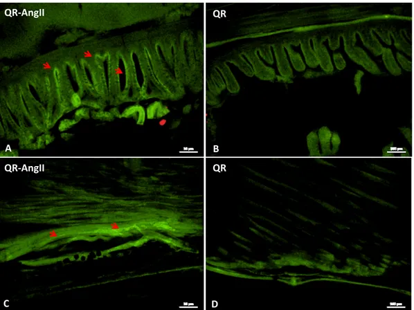 Fig.  9.  Representative  images  showing  immunolocalization  of  QR  and  QR-AngII  in  zebrafish
