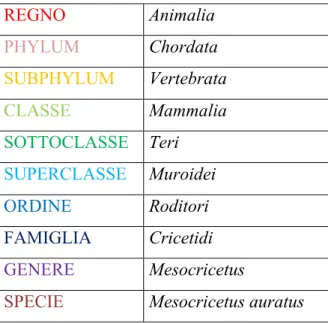 Tabella III.1  Classificazione sistematica di Mesocricetus auratus. 