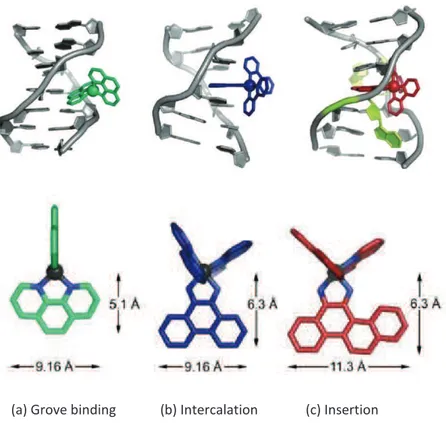 Figure  1.6.  The  binding  modes  of  metal  complexes  with  DNA  and  the  candidates  to 