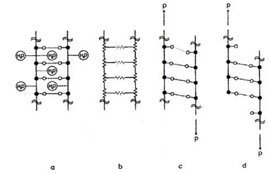 Figure 1.8 Relations between the ultrastructural organization and deformability of wood: a) drawing of polisaccariche 