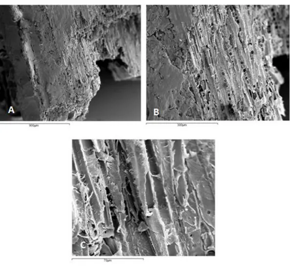 Figure 2.1. SEM images related to wood samples infested by wood pests at three magnifications scale: 900 µm (A), 300 