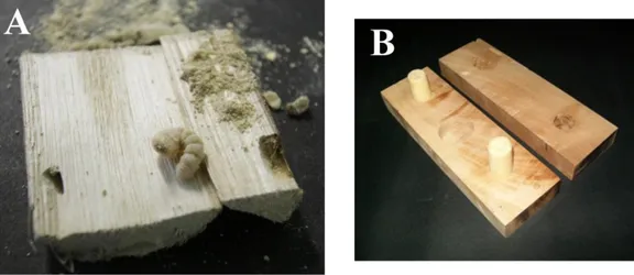 Figure 2.2. A) Breeding substrate for Hylotrupes bajulus larvas; B) Experimental setup used to investigate the effect of 