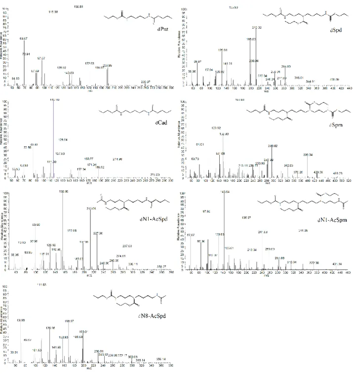 Figure 3.3: Mass spectra of the derivatized analytes acquired in full scan mode. 